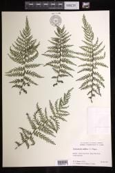 Vandenboschia tubiflora