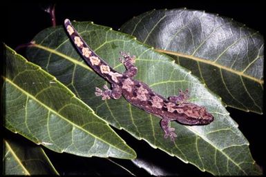 Gecko sp.
