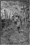 Pig festival, stake-planting, Tuguma: men use bespelled stakes and aglaonema to mark territory and expel enemy spirits