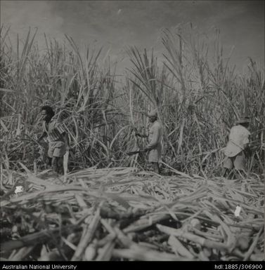 Farmers cutting cane