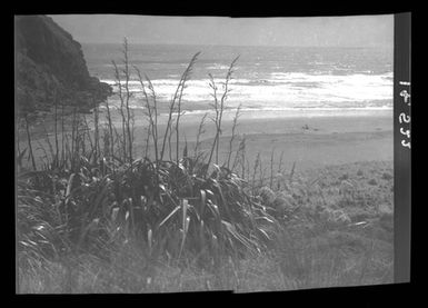 [Flax - Piwhane, Spirits Bay]