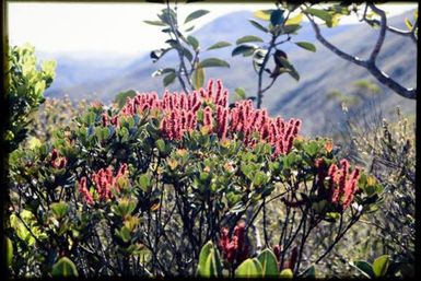 Red-flowered shrub in maquis, 900 m