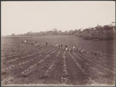 Melanesians weeding a maize crop at St. Barnabas, Norfolk Island, 1906 / J.W. Beattie