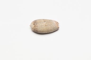 marine shell