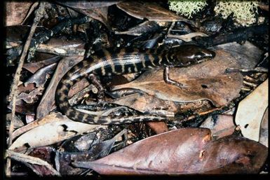 Skink sp.
