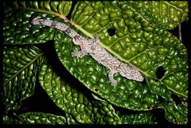 Gecko sp.