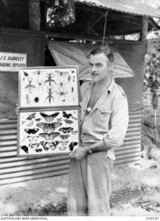 VIVIGANI, GOODENOUGH ISLAND, PAPUA NEW GUINEA. 1943-09-23. FLYING OFFICER J. R. MCENIRY OF BENDIGO, VIC, THE ADJUTANT OF NO. 7 MOBILE WORKS SQUADRON RAAF, IS ALSO AN ENTOMOLOGIST AND IS HOLDING A ..