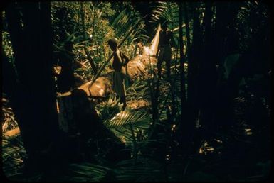 Opening the trunk of the palm : Environs of Mapamoiwa, D'Entrecasteaux Islands, Papua New Guinea, 1956 / Terence and Margaret Spencer