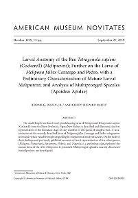 Larval anatomy of the bee Tetragonula sapiens (Cockerell) (Meliponini)