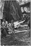 Pig festival, pig sacrifice, Tsembaga: people with firewood at ancestral shrine, child in center cries