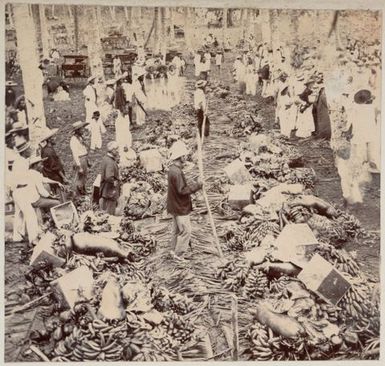 Bananas, pigs and other food waiting to be served. From the album: Cook Islands