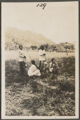 Javanese people in a field, New Britain Island, Papua New Guinea, approximately 1916