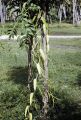 French Polynesia, vanilla bean vine growing on Moorea Island