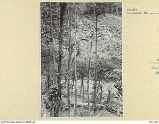 NUMA NUMA TRAIL, BOUGAINVILLE. 1945-04-23. THE 10 INFANTRY BATTALION CAMP AREA