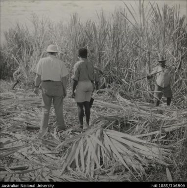 Field Officers inspecting cane crop