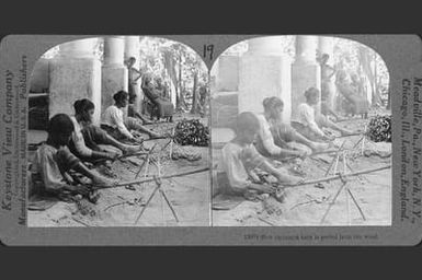 Women peeling cinnamon bark from wood, Hawaii