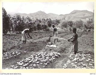 NADZAB, NEW GUINEA. 1945-09-14. NATIVES AT 8 INDEPENDENT FARM PLATOON WORKING AT PREPARATION AND SOWING OF FARM SEED BEDS. TOMATOES FROM THE MAJORITY OF SEEDLINGS RAISED. THE NATIVES ARE ..