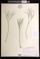 Psilotum nudum