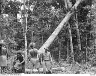 SOGERI, NEW GUINEA. 1943-11-20. STAFF PERSONNEL OF THE SCHOOL OF SIGNALS, NEW GUINEA FORCE FALLING A TREE WHICH WILL BE CUT INTO LOGS AND HAULED TO THE UNIT SAWMILL