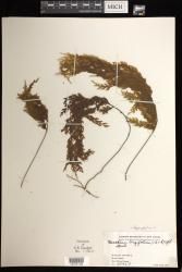 Hymenophyllum longifolium