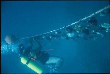 Diver connecting oyster shells to a mooring line, Manihiki, Cook Islands