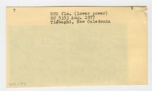 [Unidentified plant in New Caledonia, envelope IE41-153]
