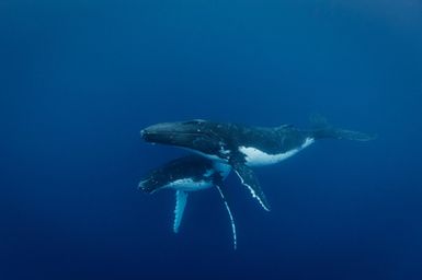 Megaptera novaeangliae (Humpback Whale) at Tuvana-i-ra, Fiji during the 2017 South West Pacific Expedition.