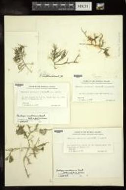 Caulerpa urvilliana