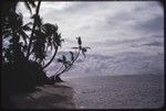 Manus: coconut trees on the beach at Pere, distant canoes near reef