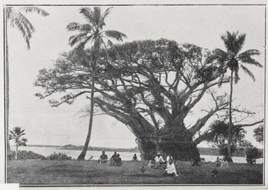 An historic spot: Captain Cooks Tree at Alakai, Tonga Tabu