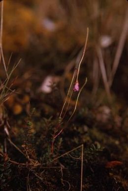 [Epilobium detznerianum close-up in Sarawaket Range in Papua New Guinea] BRIT-A-AR003-003-04-189