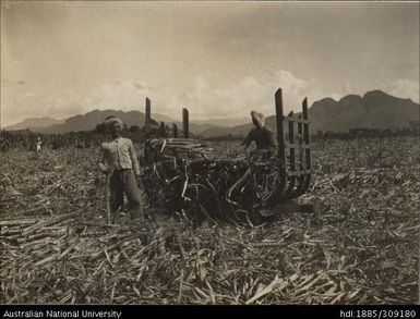 Harvesting Badila cane