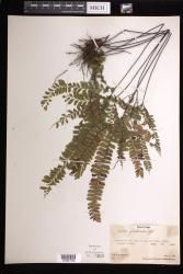 Adiantum glabrum