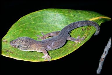 Gecko sp.