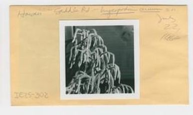 [Lycopodium cernuum in Hawaii, envelope IE25-302]