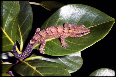 Gecko sp.