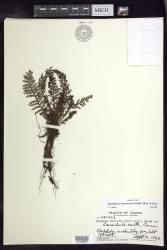 Adenophorus tamariscinus