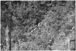 Pig festival, stake-planting, Tuguma: men descend to a stream, in procession to enemy boundary