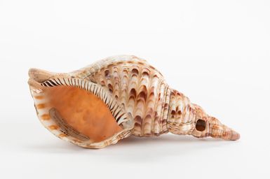 Davui