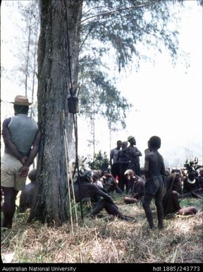 Crowd gathered around a tree