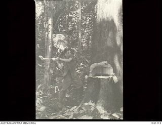 AITAPE, NORTH EAST NEW GUINEA. C. 1944-06. AIRCRAFTMAN 1 E. T. TULL, NEWCASTLE, NSW, A FORMER TIMBER-GETTER ON THE NORTH COAST OF NSW, GETS BACK TO HIS OLD JOB WHEN LOGS ARE REQUIRED FOR A ..