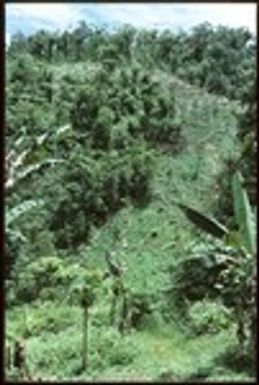 Large garden on steep hill