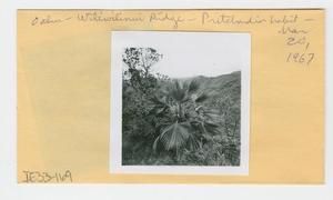 [Pritchardia in Hawaii, envelope IE33-169]