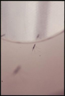Adult anopheline mosquito : Bougainville Island, Papua New Guinea, April 1971 / Terence and Margaret Spencer