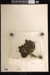 Didymoglossum bimarginatum
