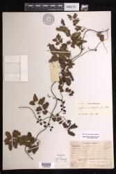 Lygodium microphyllum