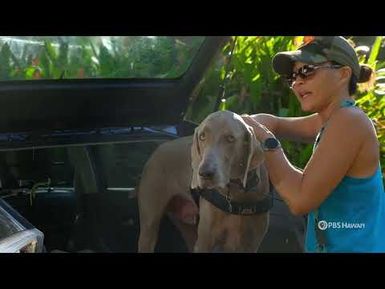 How Dogs Are Protecting Hawaiʻi's Endangered Species | Home is Here | PBS HAWAIʻI