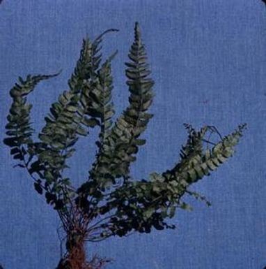 [Asplenium close-up fronds from Kunia Trail, United States]