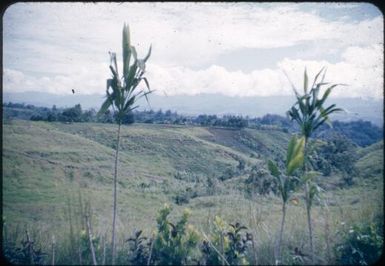 Sweet potato gardens (1) : Wahgi Valley, Papua New Guinea, 1954 / Terence and Margaret Spencer