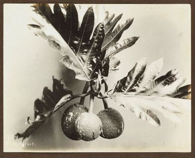 Breadfruit. From the album: Samoa